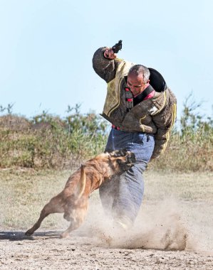 Genç Belçikalı çoban köpeği doğada güvenlik eğitimi alıyor.