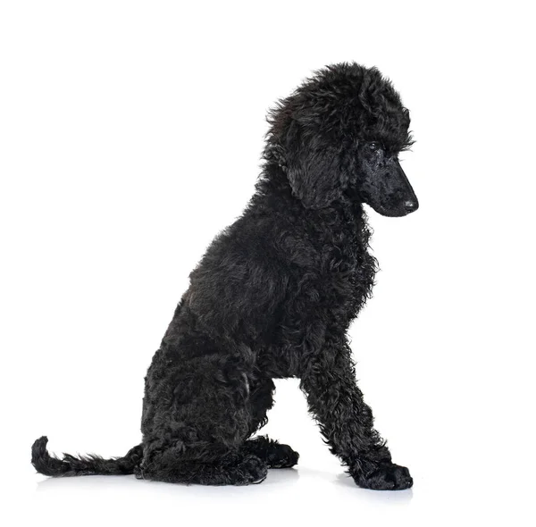Cachorro Caniche Negro Estándar Frente Fondo Blanco — Foto de Stock