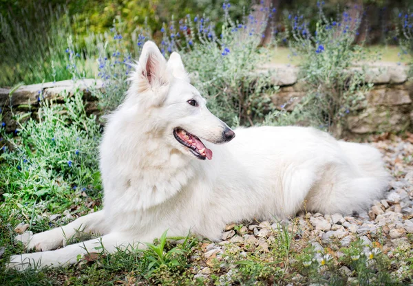 Baharda Bahçede Beyaz Sviçre Çoban Köpeği — Stok fotoğraf