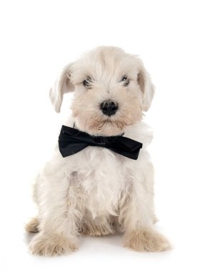 Beyaz arkaplan önünde minyatür schnauzer