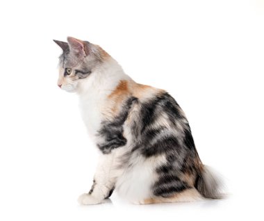 Genç Kurilian Kış Kuyruğu beyaz arkaplan önünde