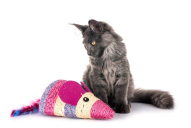 Maine Rakun Kedisi beyaz arkaplanın önünde