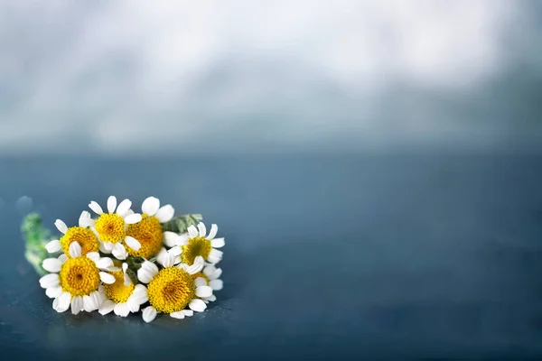 Chamomile Flower Front Color Background — Stock Photo, Image