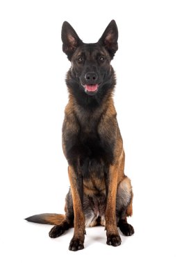 Beyaz arka planda Belçikalı çoban