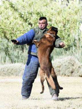 Genç Belçikalı çoban köpeği doğada güvenlik eğitimi alıyor.