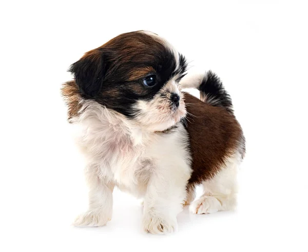 Puppy Shih Tzu Front White Background — Stock Photo, Image