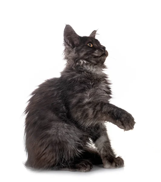 Maine Mýval Kotě Přední Části Bílého Pozadí — Stock fotografie