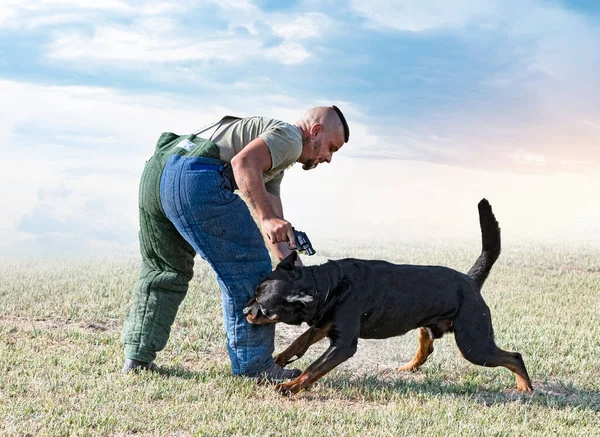Genç Rottweiler Doğada Güvenlik Eğitimi Alıyor — Stok fotoğraf