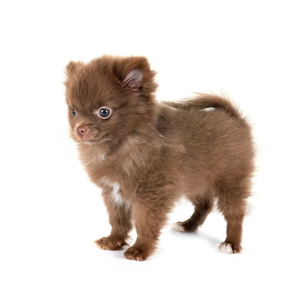 Young Pomeranian Front White Background — Stock Photo, Image