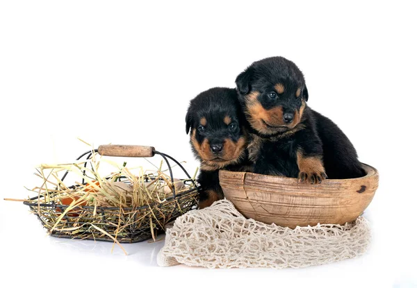 Puppies Rottweiler Front White Background — Stock Photo, Image