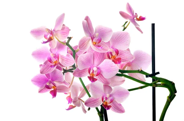 Beyaz Arkaplan Önünde Güve Orkideleri — Stok fotoğraf