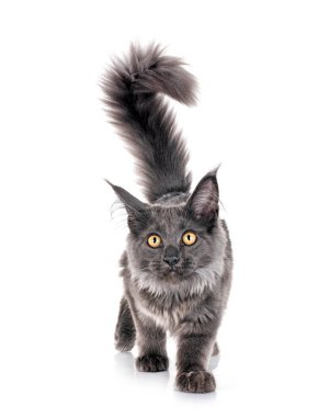 Maine Rakun Kedisi beyaz arkaplanın önünde