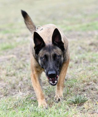 Genç Belçikalı çoban köpeği doğada güvenlik eğitimi alıyor.