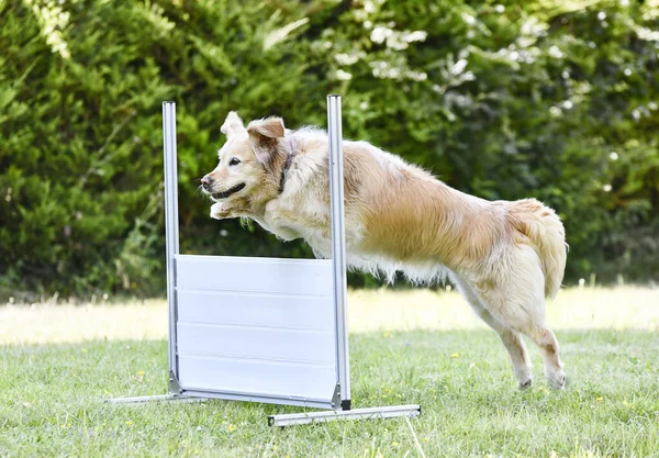 黄金の探求者と服従の訓練をする犬 — ストック写真