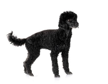 Beyaz arka planda siyah kaniş