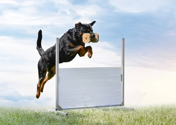 Treinamento Rottweiler Para Disciplina Obediência Natureza — Fotografia de Stock