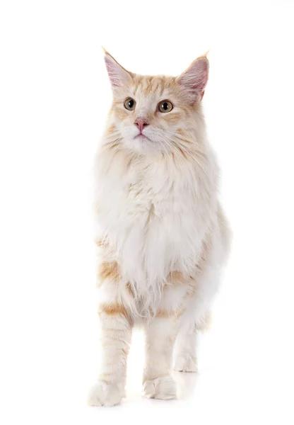 Norwegian Forest Cat Front White Background — Stock Photo, Image