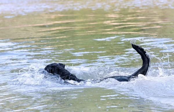 Genç Rottweiler Yazın Nehirde Yüzüyor — Stok fotoğraf