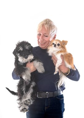 Minyatür schnauzer, chihuahua ve beyaz arka plandaki kadın.