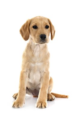 Beyaz arka planda köpek yavrusu Labrador Retriever