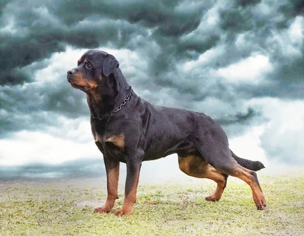 Yavru Rottweiler Yazın Doğada Koşuyor — Stok fotoğraf