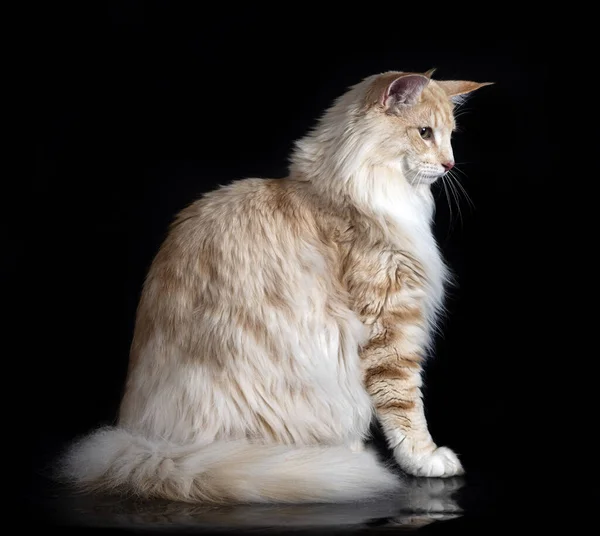 Norwegian Forest Cat Front Black Background — Photo