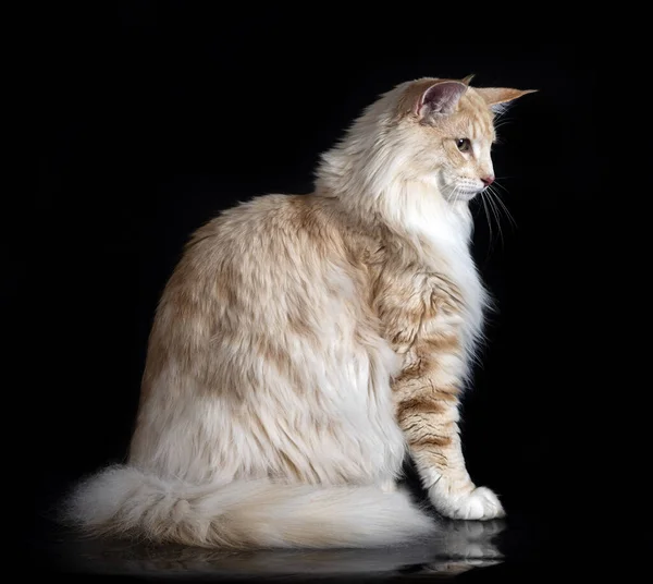 Norwegian Forest Cat Front Black Background — ストック写真