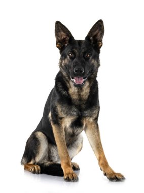 Genç Alman çoban köpeği beyaz arka planda.