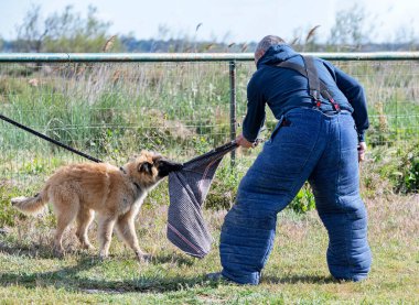 Genç Belçikalı çoban köpeği doğada güvenlik eğitimi alıyor.
