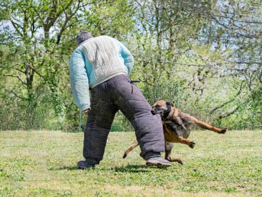 Genç Belçikalı çoban köpeği doğada güvenlik eğitimi alıyor.