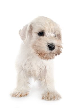 Beyaz arkaplan önünde minyatür schnauzer