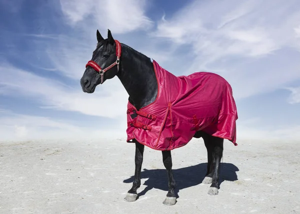 Black Horse His Horse Blanket Winter — Stockfoto