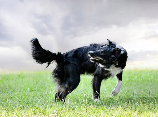 Hundetraining Für Gehorsamsdisziplin Mit Einem Border Collie — Stockfoto