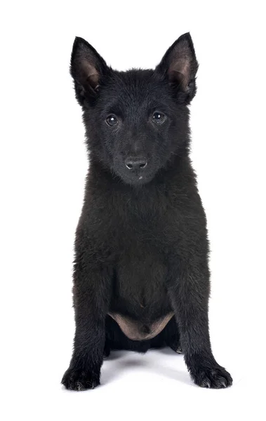 Young Schipperke Front White Backgruond — Stock Photo, Image