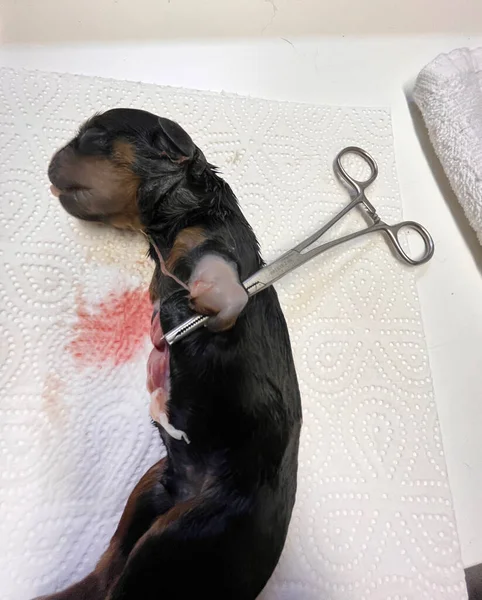 Cachorro Malformado Recién Nacido Rottweiler Veterinario — Foto de Stock
