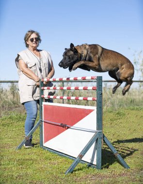 Genç Belçikalı çoban köpeği doğada güvenlik eğitimi alıyor.