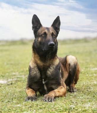 Genç Belçikalı çoban doğada yürüyor.