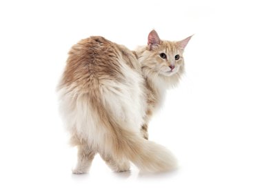 Beyaz arka planda Norveç Orman Kedisi