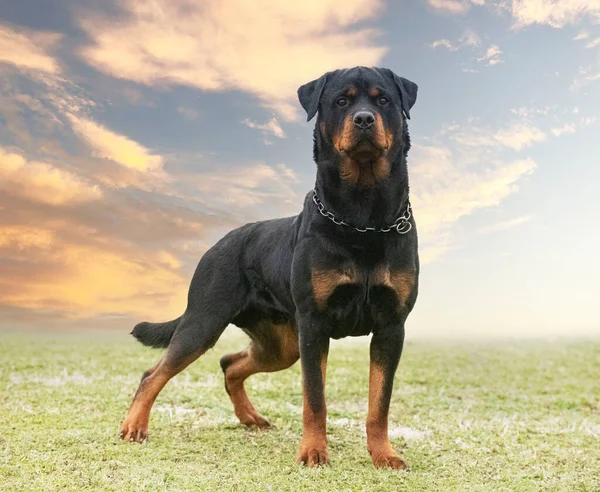 Fiatal Rottweiler Marad Természetben Nyáron — Stock Fotó