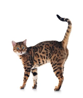 Bengal kedisi beyaz arka planda
