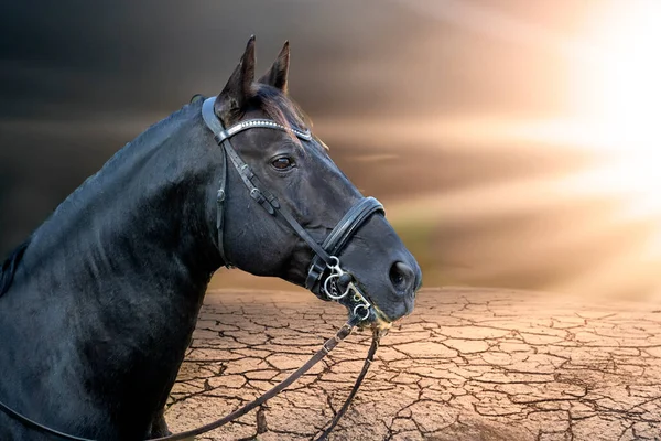 Ridflickan Tränar Sin Svarta Häst — Stockfoto