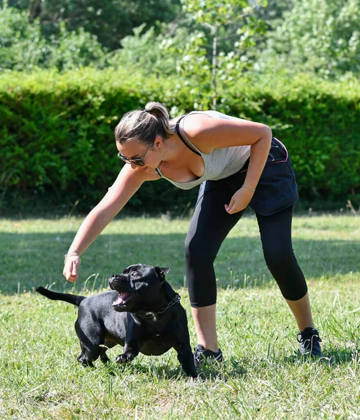 Hond Training Voor Gehoorzaamheid Discipline Met Een Staflid — Stockfoto