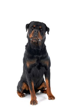 Beyaz arkaplan önünde safkan rottweiler