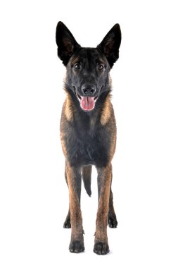 Beyaz arka plan önünde köpek yavrusu Belçika çoban