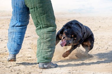 Genç Rottweiler koruma sporu ve polis eğitimi alıyor.