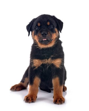 Beyaz arkaplan önünde köpek yavrusu rottweiler