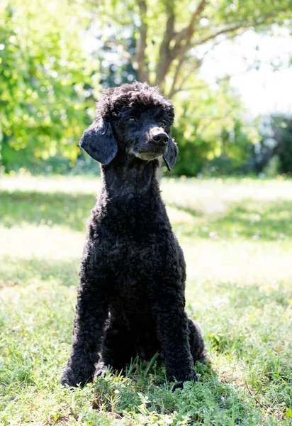 black poodle staying in nature, in summer