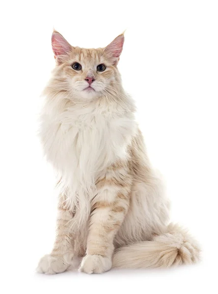 Norský Les Kočka Před Bílým Pozadím — Stock fotografie