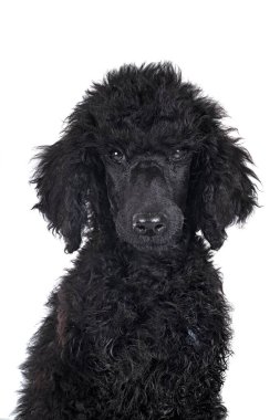 Beyaz arka planda köpek standart siyah kaniş