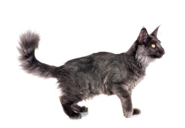 Maine Rakun Kedisi beyaz arkaplanın önünde